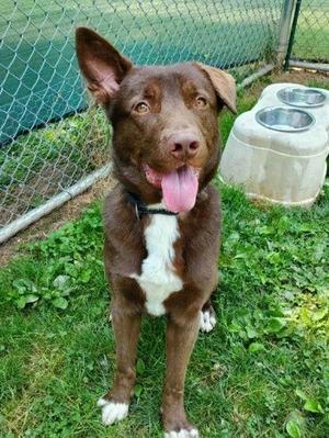 Koda James, Australian Kelpie, adult, available for adoption