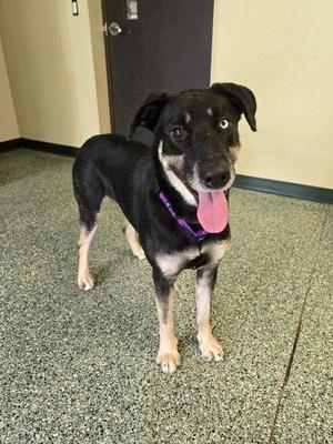 Zoey, German Shepherd Dog, adult, available for adoption