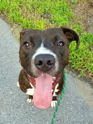 Zeus, American Staffordshire Terrier, adult, available for adoption