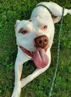 Khione, American Staffordshire Terrier, adult, available for adoption
