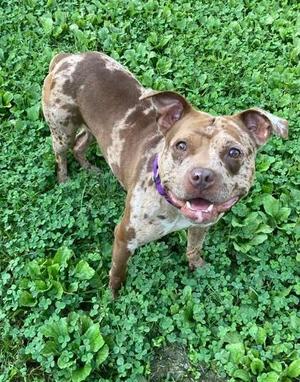 Diamond, Pit Bull Terrier, adult, available for adoption