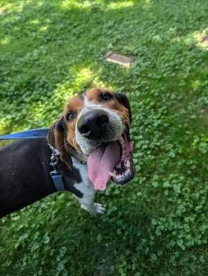 Wyatt, English Coonhound, adult, available for adoption