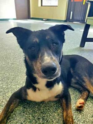 Tom & Zendaya, Border Collie, adult, available for adoption