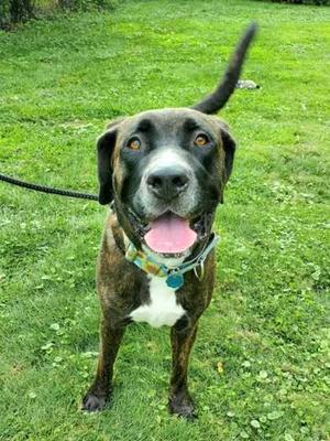 Freya, Cane Corso, adult, available for adoption