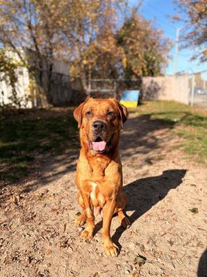 CLIFFORD, Bullmastiff / Labrador Retriever, adult, available for adoption