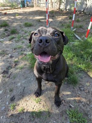 A black dog with a happy expression, sitting on a dirt ground with its tongue out, looking up at the camera.