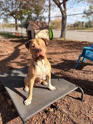 KOBE, American Bulldog, adult, available for adoption