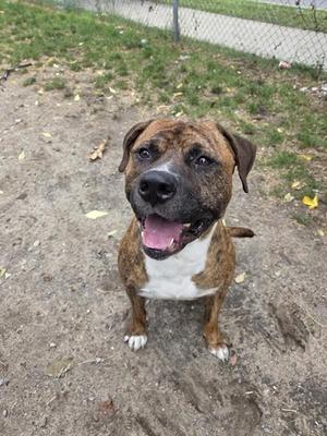 ZUKO, American Bulldog, adult, available for adoption