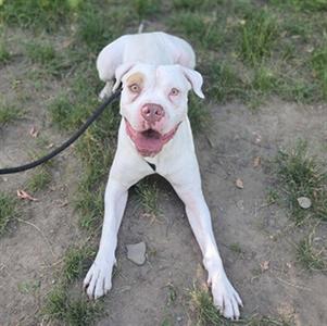 BRONX, American Bulldog, adult, available for adoption