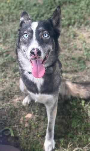 A black and white dog with blue eyes and a pink tongue sticking out, standing on grass.