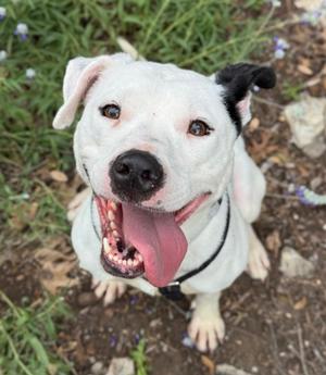 Layla, American Staffordshire Terrier Mix, adult, available for adoption