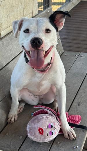A white dog with black ears sitting on a wooden deck, smiling with its tongue out, next to a pink toy with a face on it.