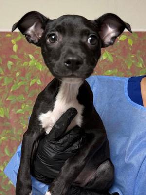 Balsamic, American Pit Bull Terrier Mix, puppy, available for adoption