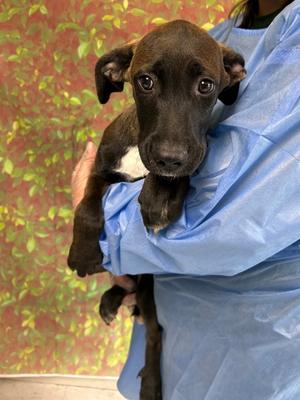 Lobo, Hound Mix, puppy, available for adoption