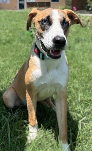 Jason, Terrier Mix, young, available for adoption