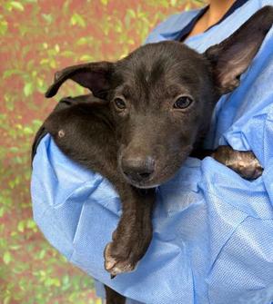 Blossom, Labrador Retriever Mix, puppy, available for adoption