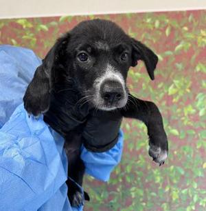 Bubbles, Labrador Retriever Mix, puppy, available for adoption