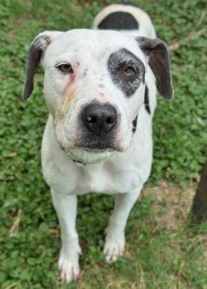 Bonita, American Staffordshire Terrier Mix, senior, available for adoption