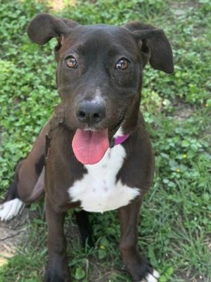 A close-up, head-on shot of a black and white pit bull mix puppy sitting in the grass with its tongue hanging out.