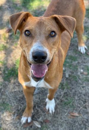 A medium-sized, tan and white dog with floppy ears and its tongue out, looking directly at the camera.