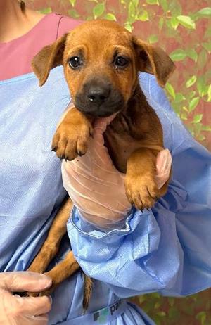 Atari, German Shepherd Dog Mix, puppy, available for adoption