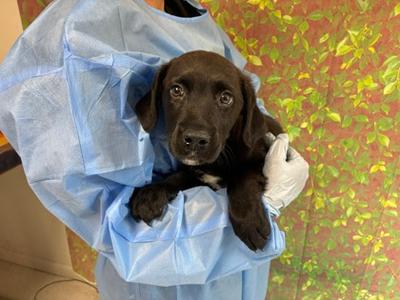 Pappy, Labrador Retriever Mix, puppy, available for adoption