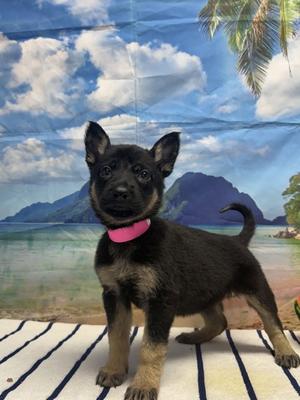 Cook, German Shepherd Dog Mix, puppy, available for adoption