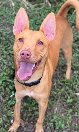 Olive, Pharaoh Hound and Terrier, young, available for adoption