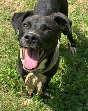 Charm, Golden Retriever Mix, young, available for adoption