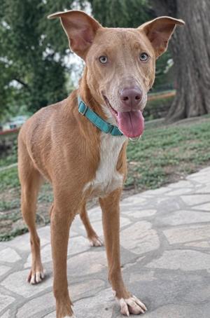 A brown dog with a white chest and a green collar stands on a stone path, looking directly at the camera with its tongue out.