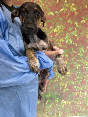 A small brown and black puppy being held by a person in a blue surgical gown.