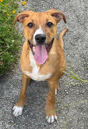 Eureka, Terrier Mix, young, available for adoption