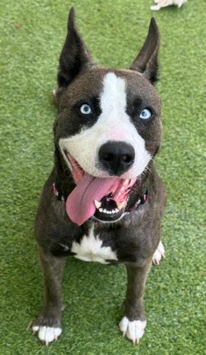 Adaline, American Staffordshire Terrier Mix, adult, available for adoption