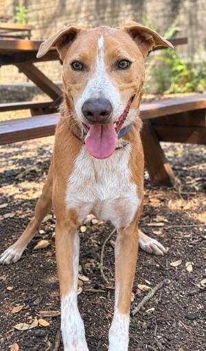 Brody, American Staffordshire Terrier Mix, adult, available for adoption