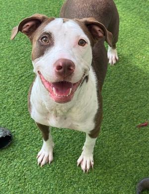 Ariel, American Staffordshire Terrier Mix, young, available for adoption