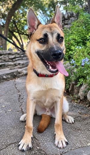 Banks, German Shepherd Dog Mix, young, available for adoption