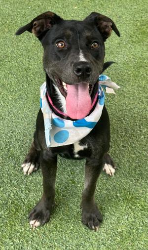 Natalia, American Staffordshire Terrier Mix, young, available for adoption