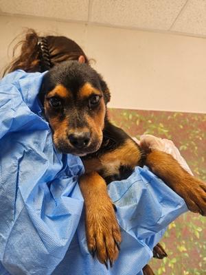 Reno, Rottweiler Mix, puppy, available for adoption