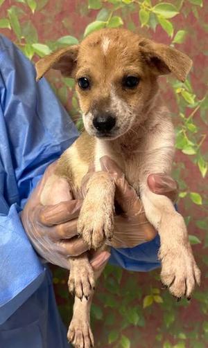 Playstation, German Shepherd Dog Mix, puppy, available for adoption