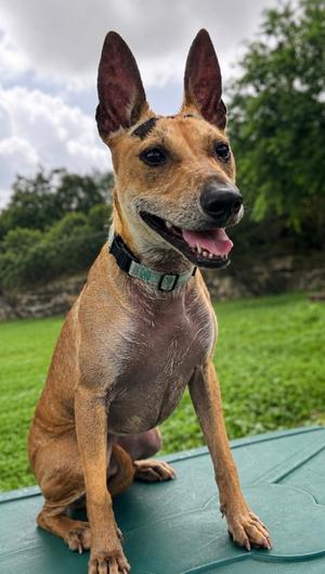 Flute, German Shepherd Dog Mix, young, available for adoption