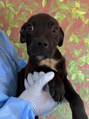 Pomelo, Labrador Retriever Mix, puppy, available for adoption