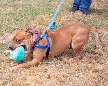 A brown dog wearing a blue harness is lying on the grass with a green ball in its mouth.