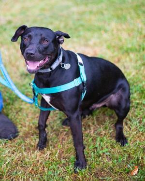 Zipper, Pit Bull Terrier, young, available for adoption