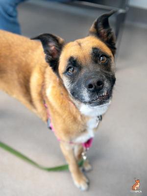 Coco, German Shepherd Dog, adult, available for adoption