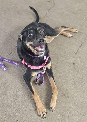 A black and tan dog wearing a pink harness and purple leash, lying on a concrete surface with its mouth open in a happy expression.