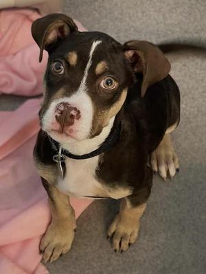 Graham, Pit Bull Terrier, puppy, available for adoption