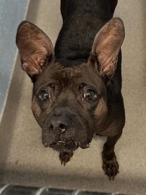 a black dog with large ears looking up at the camera