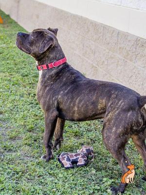 A brindle dog wearing a red collar standing on grass, with a pair of dog shoes nearby.