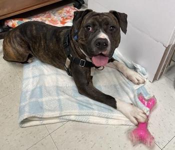 Bear/ Bug Eyed Frank, Pit Bull Terrier, adult, available for adoption