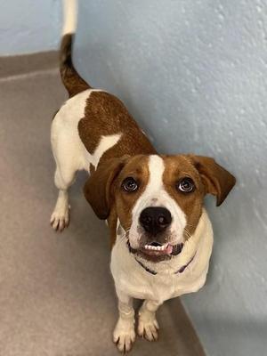 Lucy, Coonhound, young, available for adoption